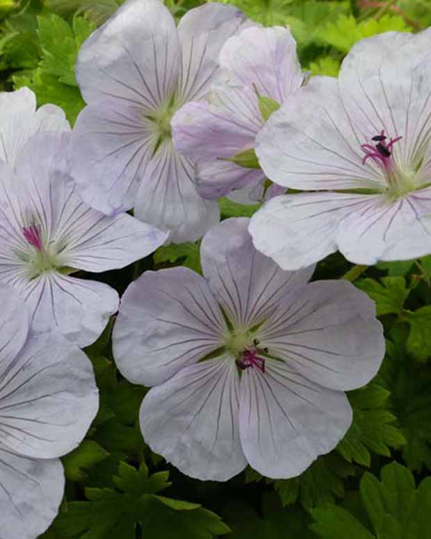 Géranium vivace Lilac Ice - Geranium lilac ice - Plantes