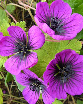 Géranium Sandrine - Geranium procurrens sandrine - Plantes