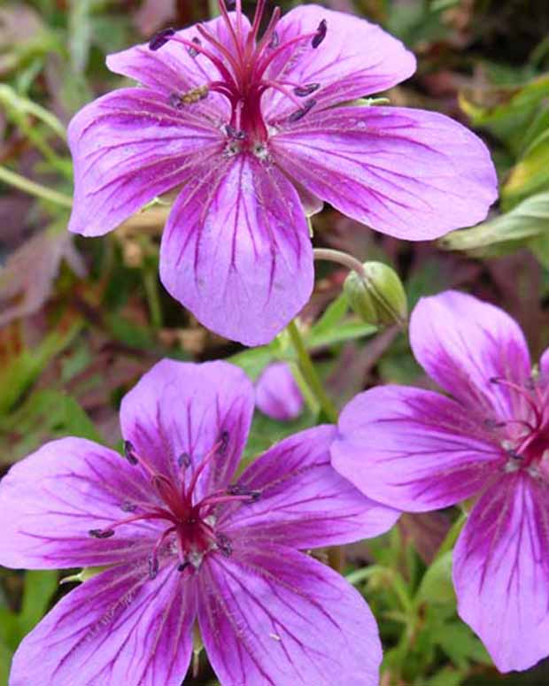 Géranium Starman - Geranium starman - Plantes