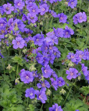 Géranium magnifique Anemoneflorum Géranium vivace à fleur d'anémone - Geranium x magnificum anemoneflorum - Plantes