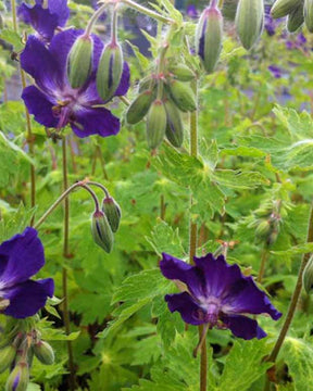 Géranium brun Klepper à fleurs violettes - Geranium phaeum klepper - Plantes