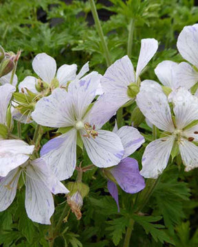 Géranium des prés Splish Splash - Geranium pratense splish-splash - Plantes