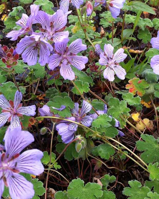 Géranium à feuilles de crêpe Tcschelda - Geranium renardii tcschelda - Plantes