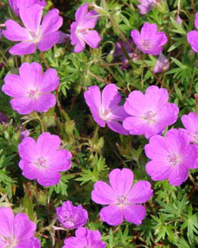 Géranium sanguin - Geranium sanguineum aviemore - Plantes