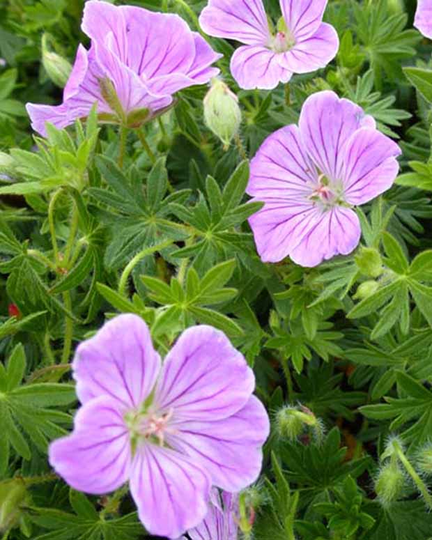 Géranium sanguin Canon Miles - Geranium sanguineum canon miles - Plantes