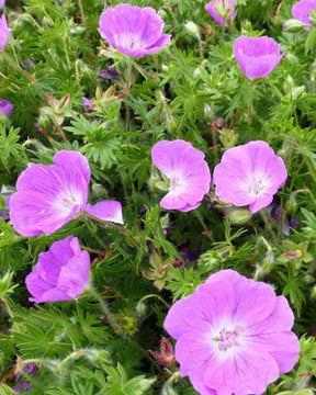 Géranium sanguin Inverness - Geranium sanguineum inverness - Plantes