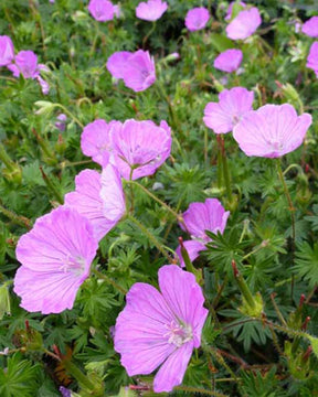 Géranium sanguin John Elsley - Geranium sanguineum john elsley - Plantes