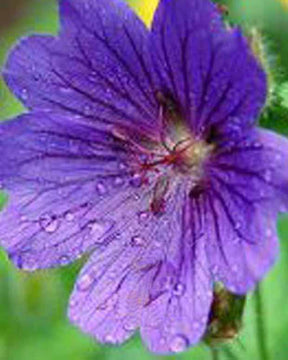 Géranium sanguin Shooting Star - Geranium sanguineum shooting star - Plantes