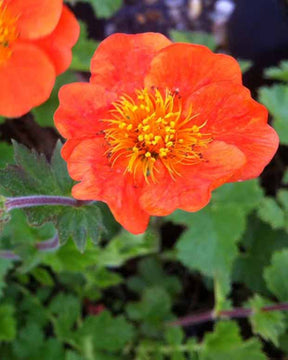 Benoîte des jardins Sigiswang - Geum sigiswang - Plantes