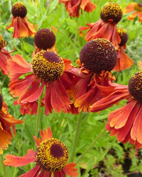 Hélénie Moerheim Beauty - Helenium moerheim beauty - Plantes