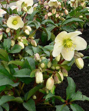 Hellébore hybride Candy Love Helleborus x nigercors Candy Love - Helleborus x ballardiae candy love - Plantes