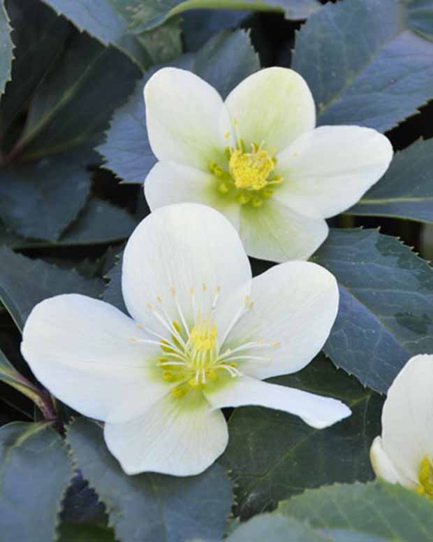 Hellébore Snow Love - Helleborus nigercors snow love - Plantes