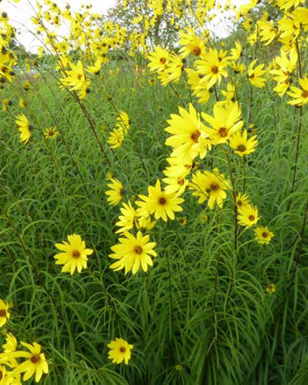 Soleil à feuilles de saule - Helianthus salicifolius - Plantes