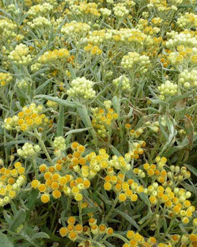 Immortelle hybride Swefellicht - Helichrysum schwefellicht - Plantes