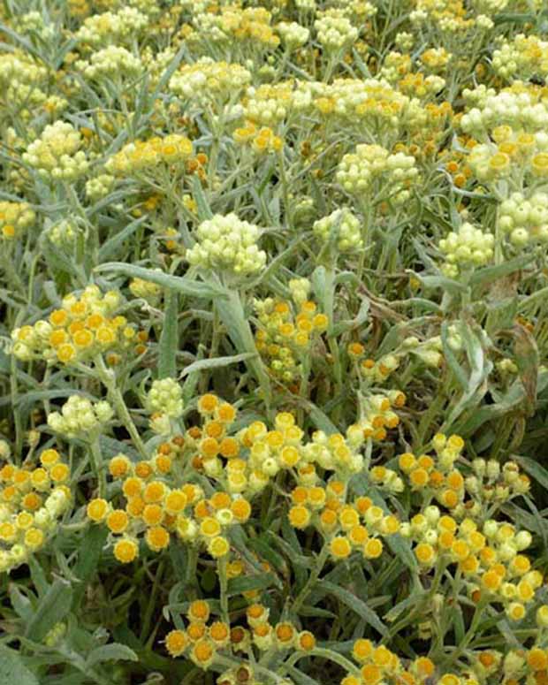 Immortelle hybride Swefellicht - Helichrysum schwefellicht - Plantes