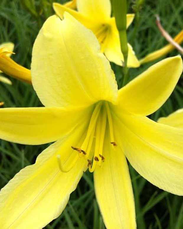 Hémérocalle citrine Lys d'un jour jaune - Hemerocallis citrina - Plantes