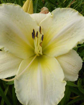 Hémérocalle Artic Snow Lys d'un jour - Hemerocallis arctic snow - Plantes