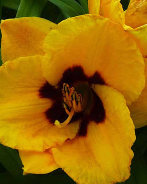 Hémérocalle Blackberry Candy Lys d'un jour - Hemerocallis blackberry candy - Plantes