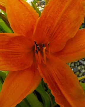 Hémérocalle Burning Daylight Lys d'un jour - Hemerocallis burning daylight - Plantes