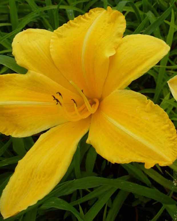 Hémérocalle Cartwheels Lys d'un jour - Hemerocallis cartwheels - Plantes