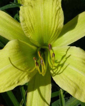 Hémérocalle Greenland Lys d'un jour - Hemerocallis greenland - Plantes