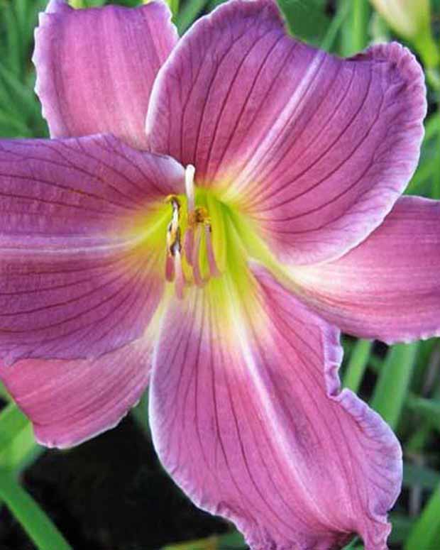 Hémérocalle Indian Giver Lys d'un jour - Hemerocallis indian giver - Plantes