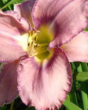 Hémérocalle Mildred Mitchell Lys d'un jour - Hemerocallis mildred mitchell - Plantes