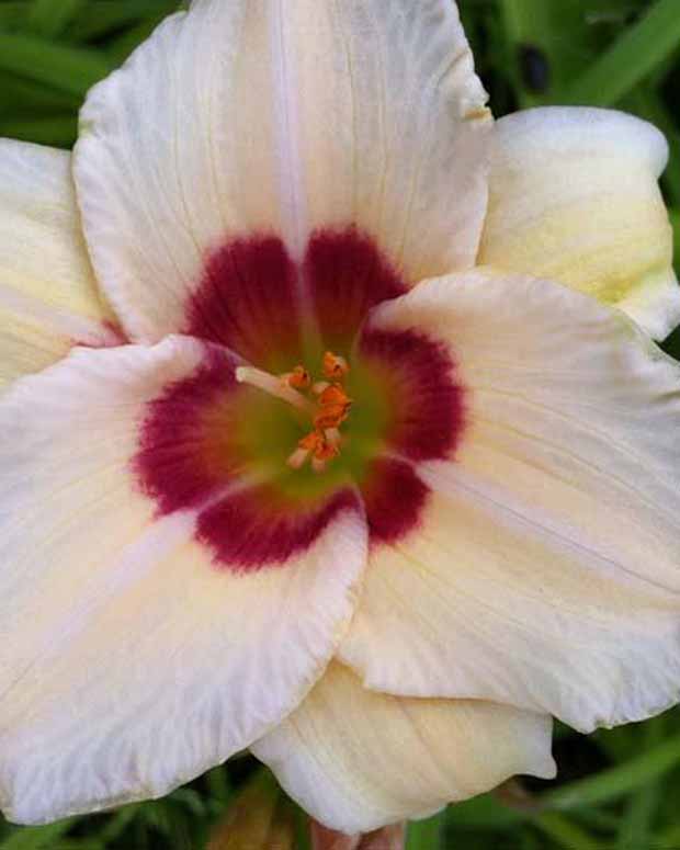 Hémérocalle Pandora's Box Lys d'un jour - Hemerocallis pandoras box - Plantes