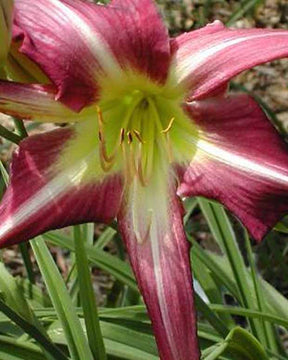 Hémérocalle Lys d'un jour - Hemerocallis peacock maiden - Plantes