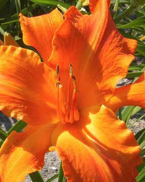 Hémérocalle Primal Scream Lys d'un jour - Hemerocallis primal scream - Plantes