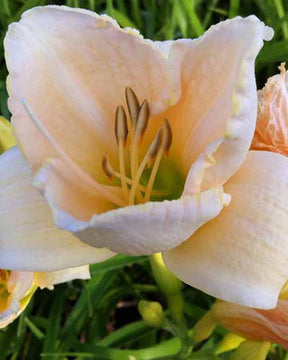 Hémérocalle White Temptation Lys dun jour - Hemerocallis white temptation - Plantes