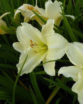 Hémérocalle Joan Senior Lys d'un jour - Hemerocallis joan senior - Plantes