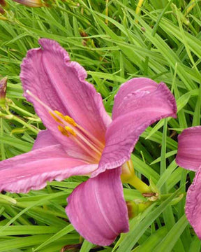 Hémérocalle Summer Wine Lys dun jour - Hemerocallis summer wine - Plantes