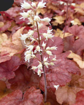 Heucherella Buttered Rum - Heucherella hybride buttered rum - Plantes