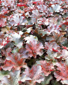 Heuchère Cappuccino - Heuchera cappuccino - Plantes