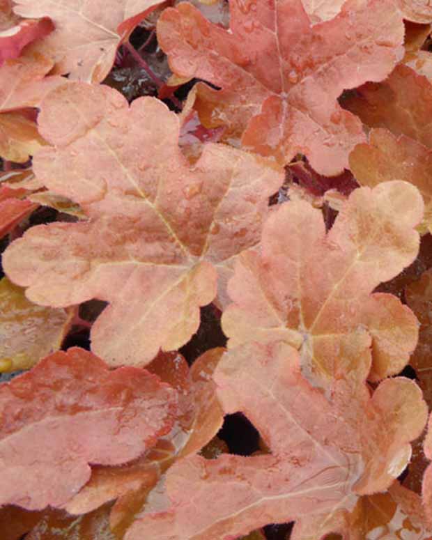 Heuchèrelle Red Rover - Heucherella red rover - Plantes