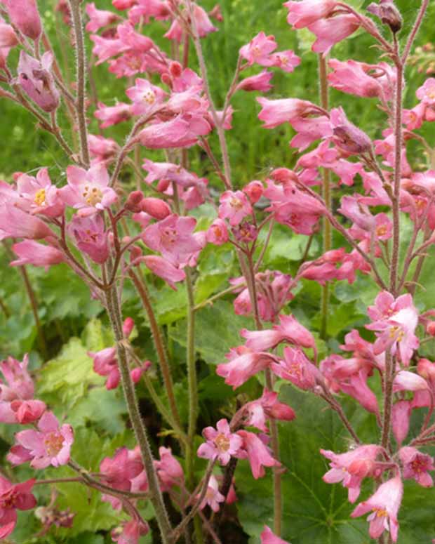 3 Heuchères sanguines de Bressingham - Heuchera sanguinea bressingham hybrids - Plantes