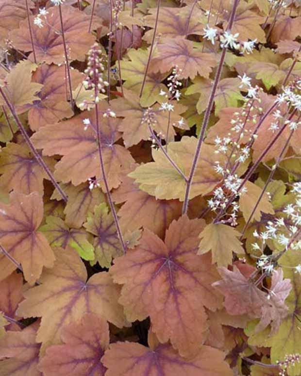 Heuchèrelle Sweet Tea - Heucherella sweet tea - Plantes