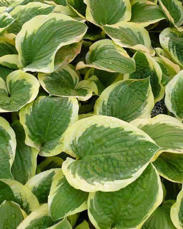 Hosta Formal Attire Funkia - Hosta formal attire - Plantes