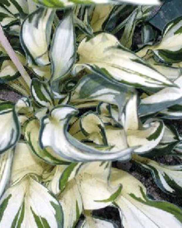 Hosta Fireworks Funkia - Hosta fireworks - Plantes