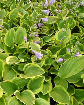 Hosta Golden Tiara Funkia - Hosta golden tiara - Plantes