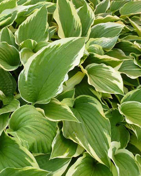 Hosta Antioch Funkia - Hosta antioch - Plantes