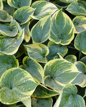 Hosta Aristocrat Funkia - Hosta aristocrat - Plantes