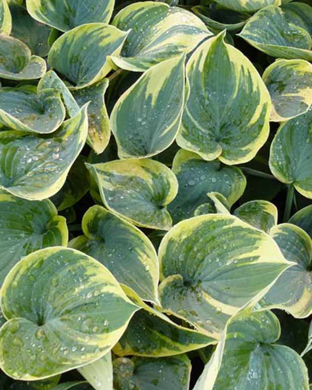 Hosta Aristocrat Funkia - Hosta aristocrat - Plantes