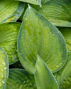 Hosta Bright Lights Funkia - Hosta hybride bright lights - Plantes