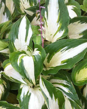 Hosta Christmas Candy Funkia - Hosta hybride christmas candy - Plantes