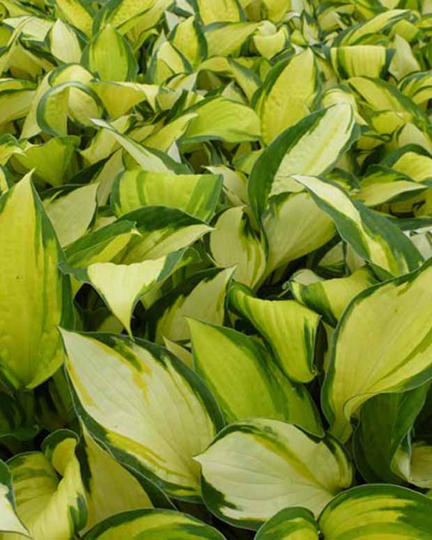 Hosta Color Festival Funkia - Hosta hybride color festival - Plantes