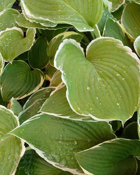 Hosta Frosted Jade Funkia - Hosta frosted jade - Plantes