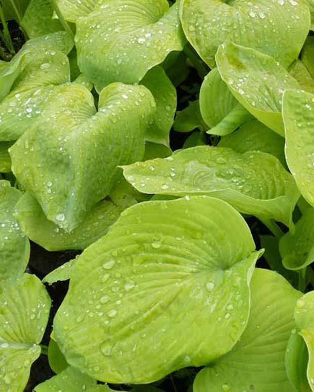 Hosta Golden Sunburst Funkia - Hosta hybride golden sunburst - Plantes