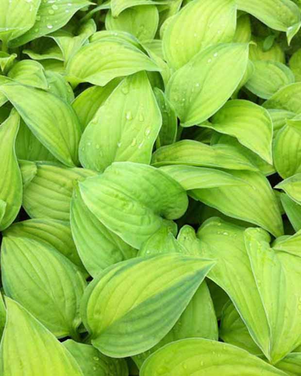 Hosta Guacamole Funkia - Hosta guacamole - Plantes